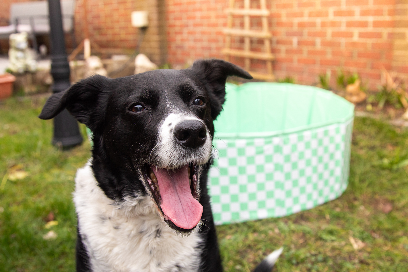 Keeping your pet cool for the summer